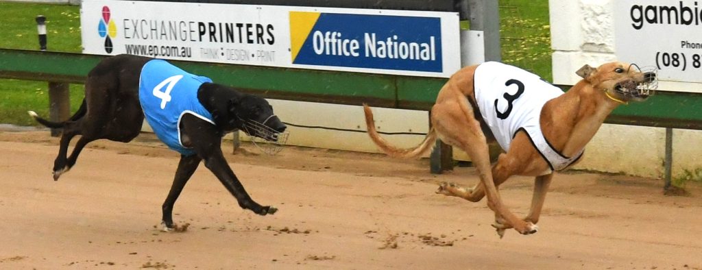 A busy month for greyhound racing | Mount Gambier Greyhound Racing Club